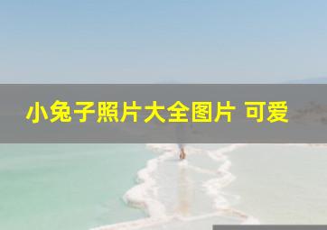 小兔子照片大全图片 可爱